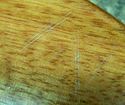 Picture of GREG BENNETT CR-1/N CORSAIR BASS